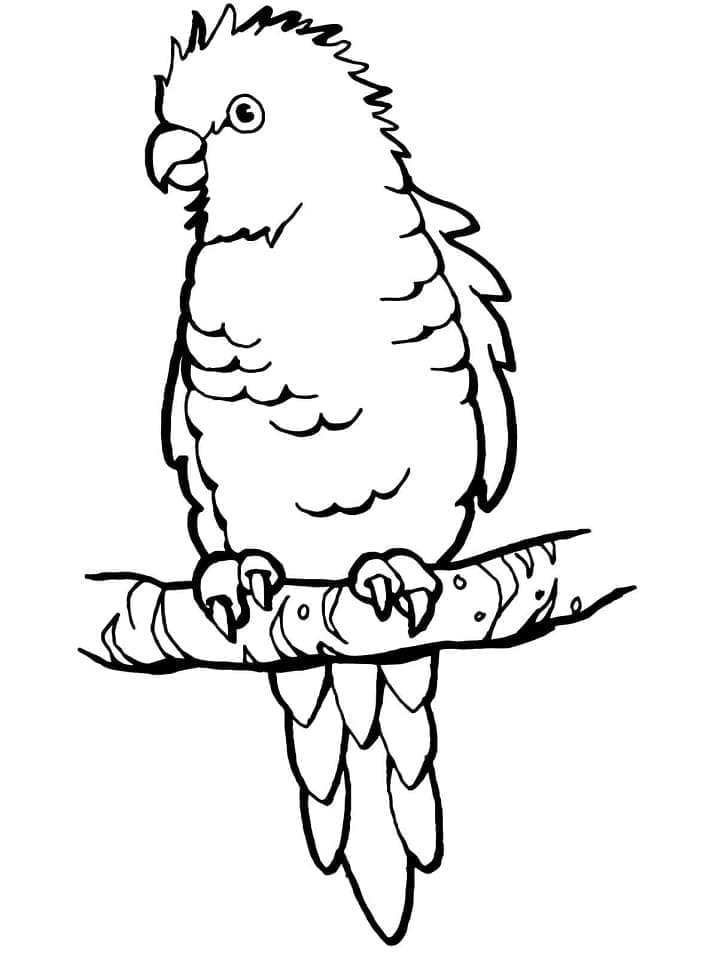 Parrot printable coloring page