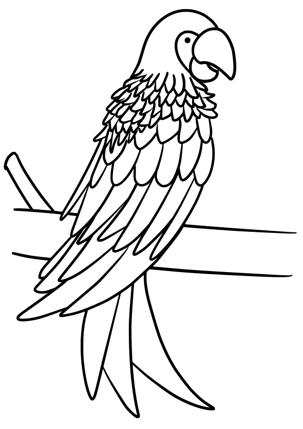 Parrot drawing for coloring page free printable nurieworld