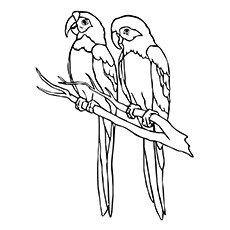 Cute parrot coloring pages your toddler will love to color