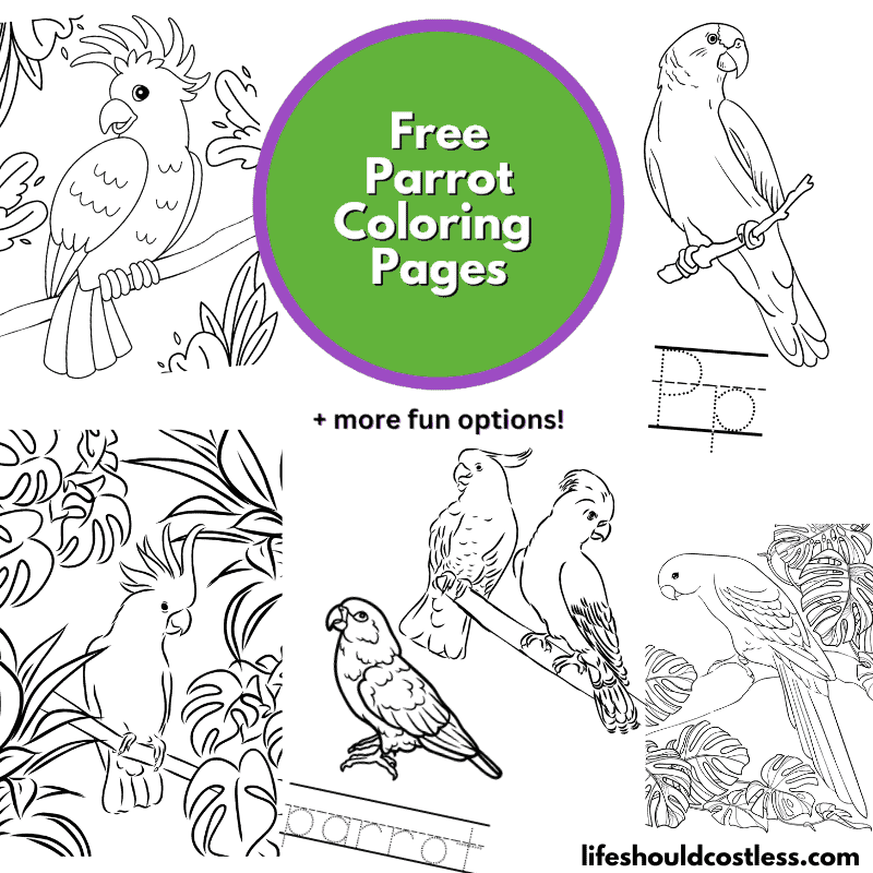 Parrot coloring pages free printable pdf templates