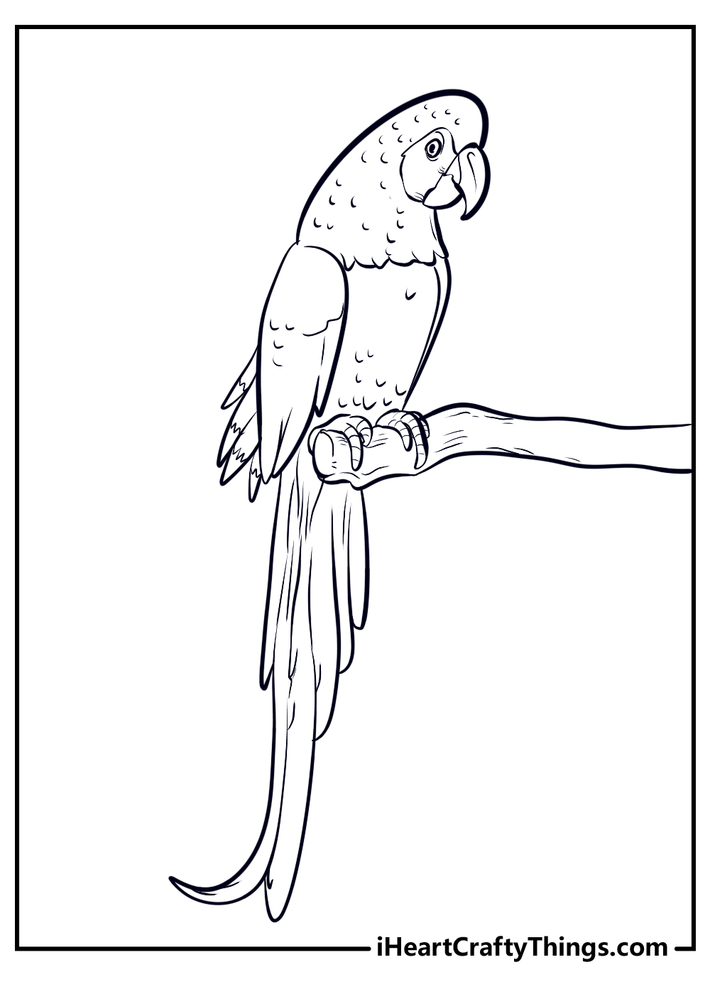 Parrots coloring pages free printables