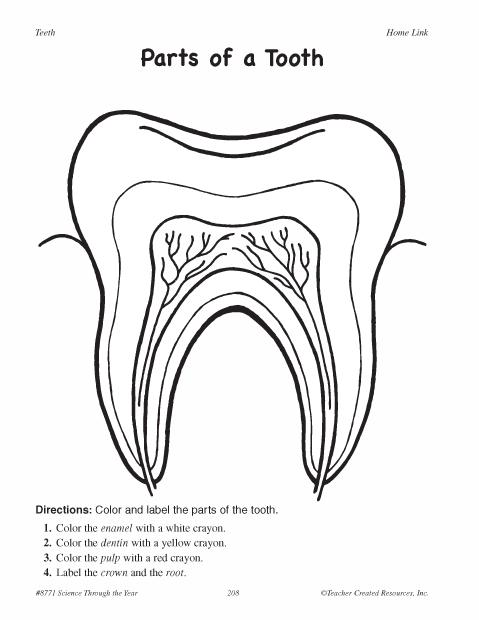 Parts of a tooth education world