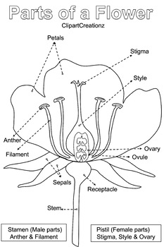 Parts of a flower colouring page by clipart creationz tpt