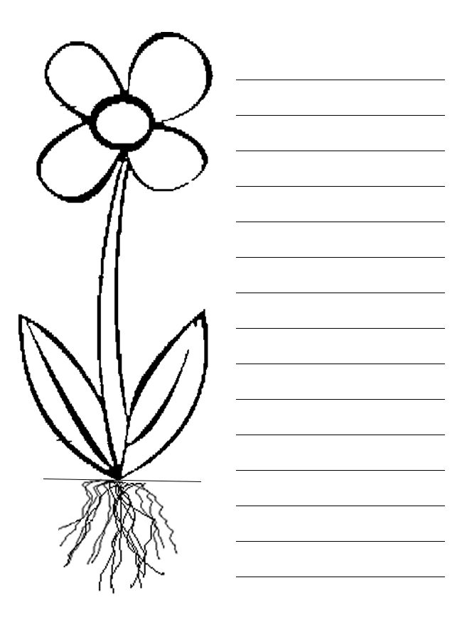 Parts of a flower make something like this but with coloring instructions parts of a flower parts of a plant plants worksheets