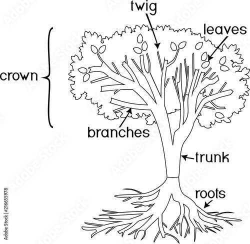 Coloring page parts of plant morphology of tree with crown root system and titles vector