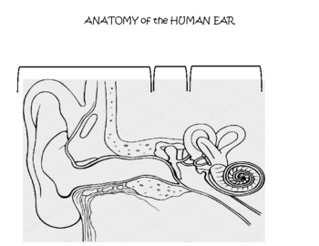 Anatomy of the human ear identify label and color by the lab assistants