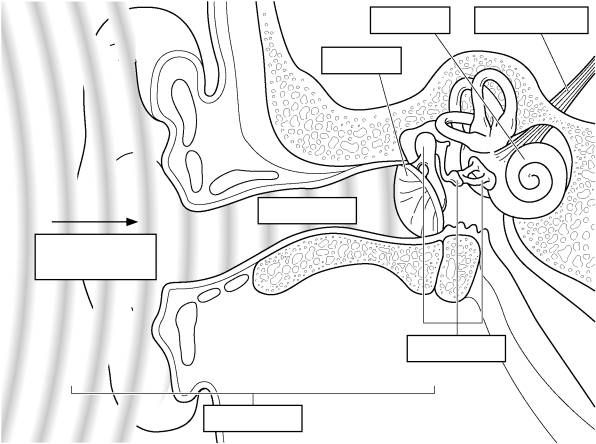 Anatomy ear diagram to label ear diagram ear anatomy anatomy