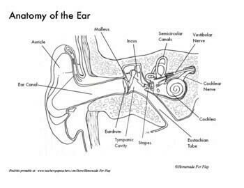 Anatomy of the ear