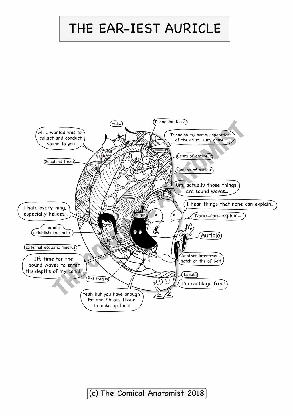 Auricle coloring activity page the ical anatomist shop