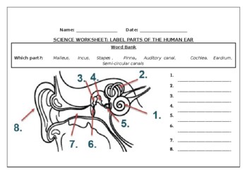 Science worksheets label parts of the human ear by science workshop