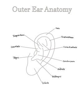 Study guide coloring pages ear anatomy by sweet speechie by tania