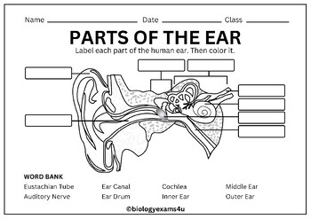 Parts of the ear labeling worksheet crossword and word search tpt