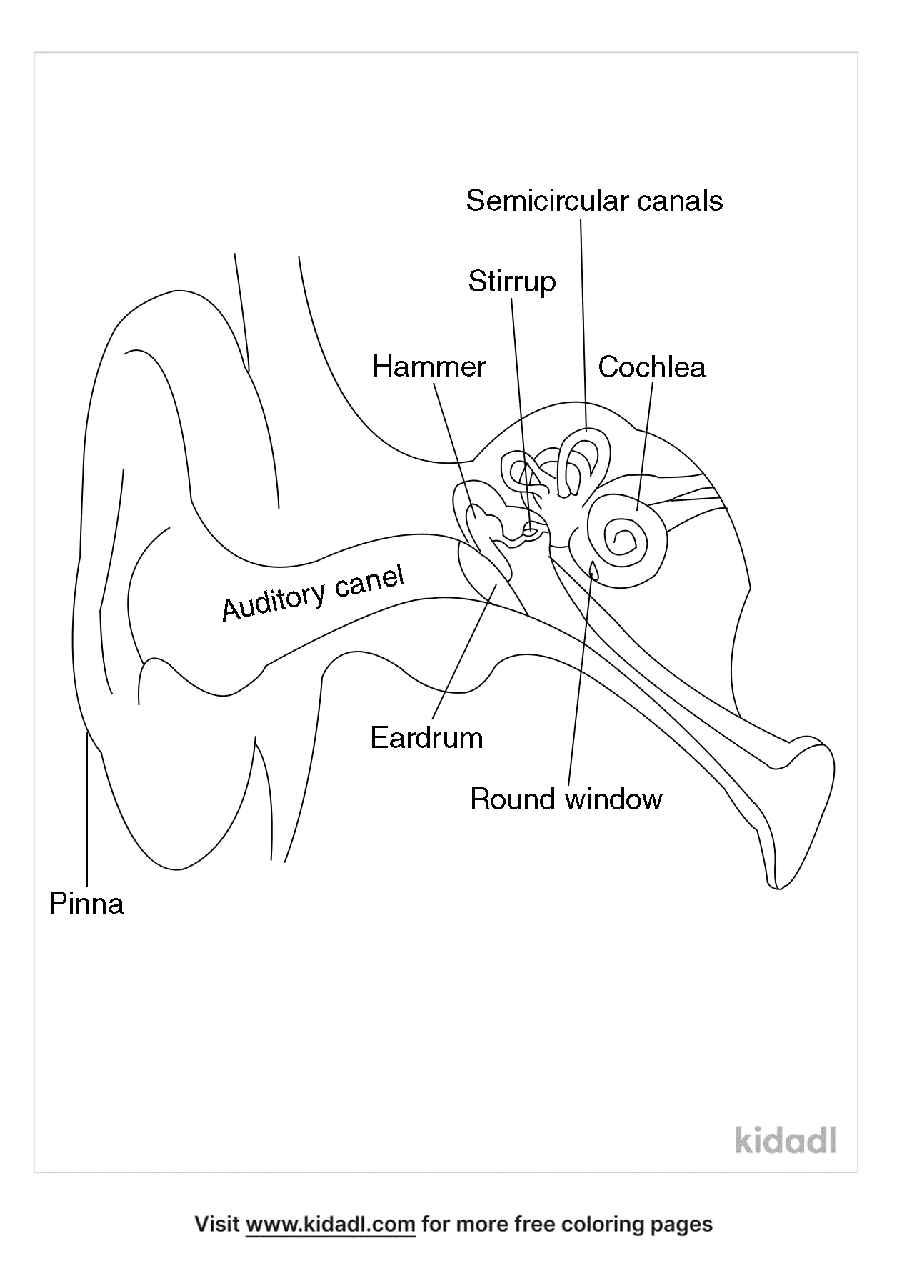 Free human ear anatomy coloring page coloring page printables