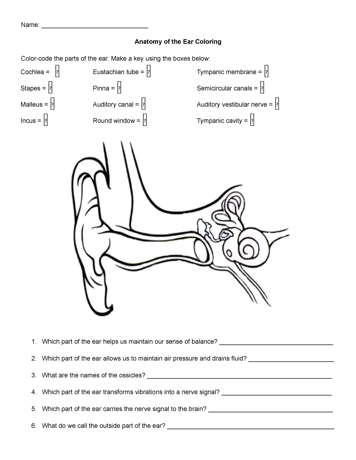 Anatomy of the ear coloring