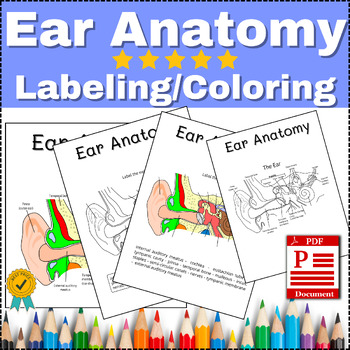 Human ear anatomy