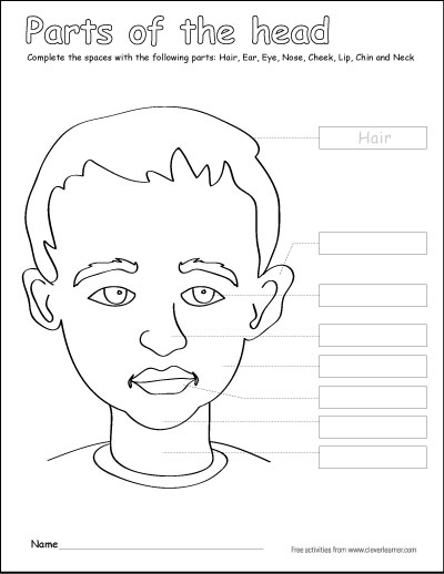 Label and color the parts of the head