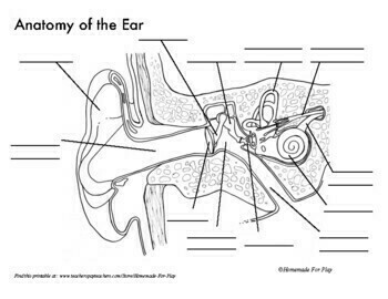 Anatomy of the ear