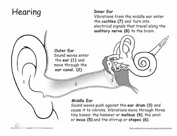 Free ear anatomy printable