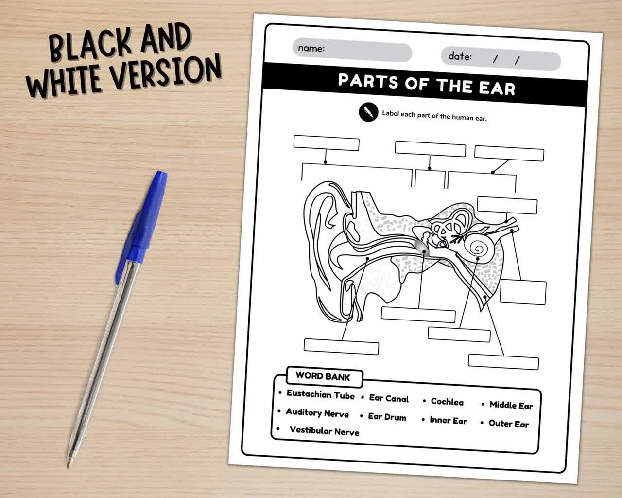Parts of the ear diagram worksheet anatomy of the ear ear anatomy labeling worksheet instant download printable pdf instant download