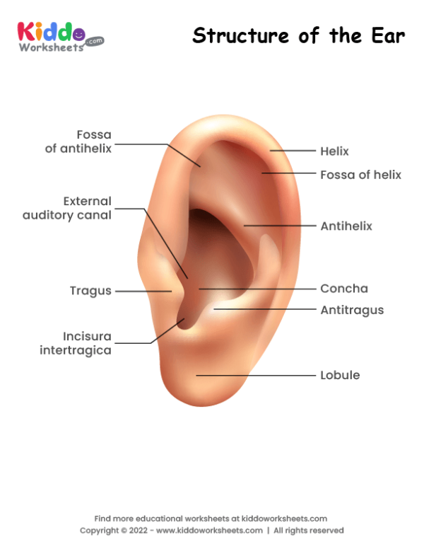 Free printable structure of the ear worksheet