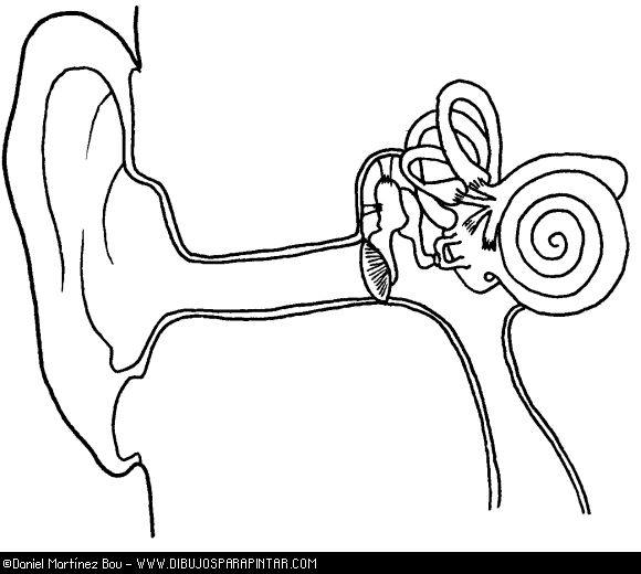 Middle ear anatomy