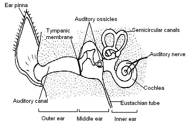 Special senses worksheet answers