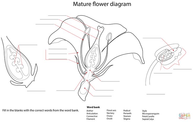 Flower diagram worksheet coloring page free printable coloring pages diagram of a flower parts of a flower flower structure