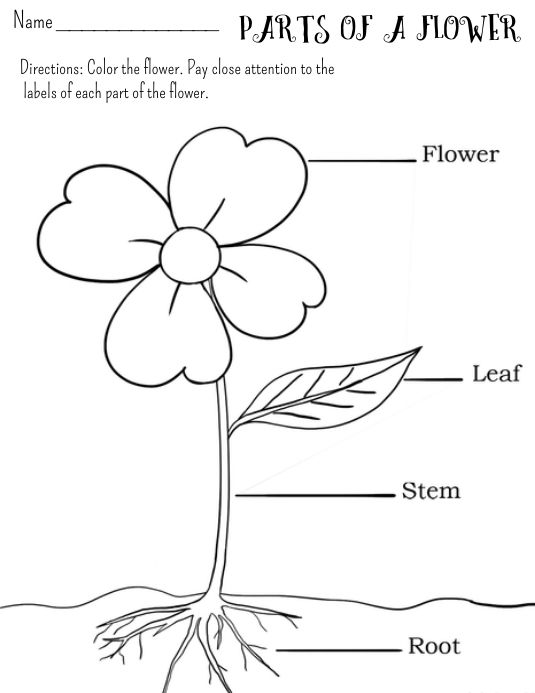 Parts of a flower worksheet parts of a flower worksheets color worksheets