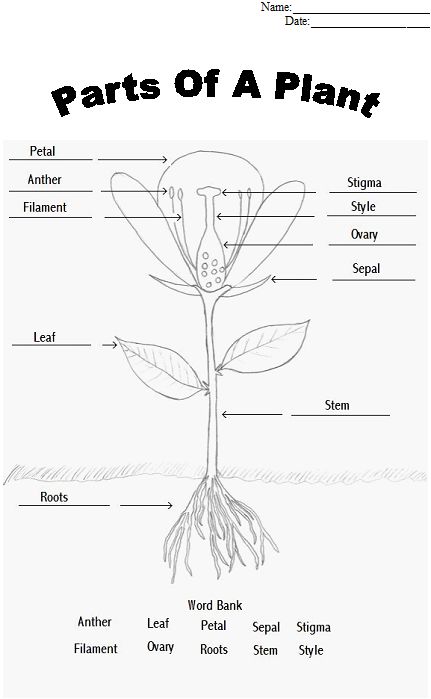 Parts of a flower plants worksheets parts of a plant