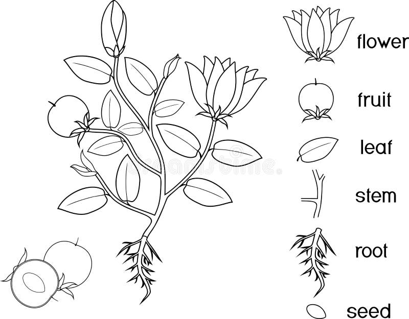 Coloring page parts of plant morphology of flowering plant with root system flowers fruit and titles stock vector