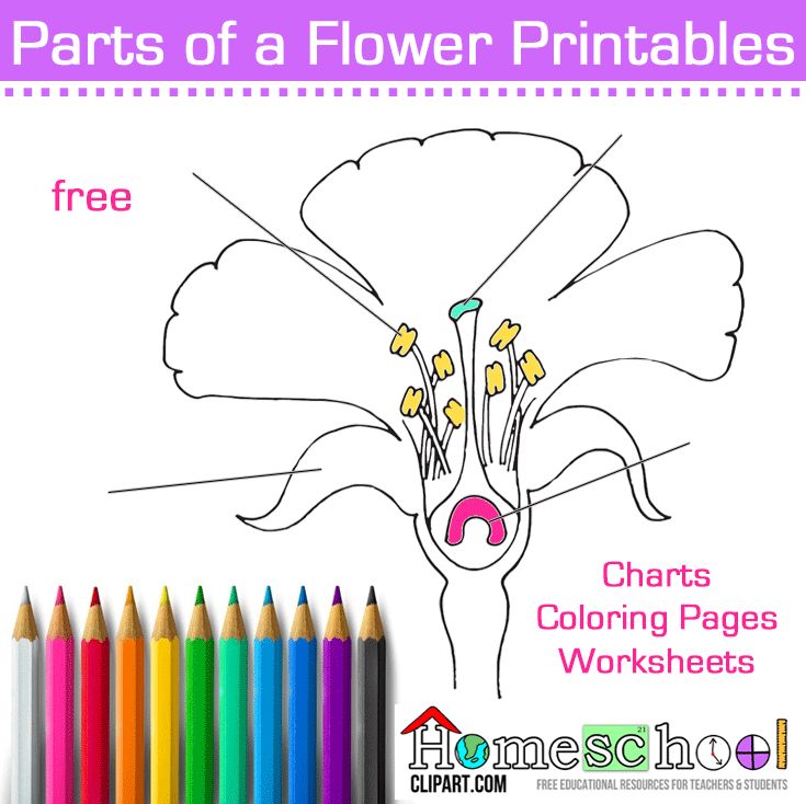 Explore the life cycle of plants with a worksheet