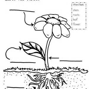 Coloring pages of growing plants