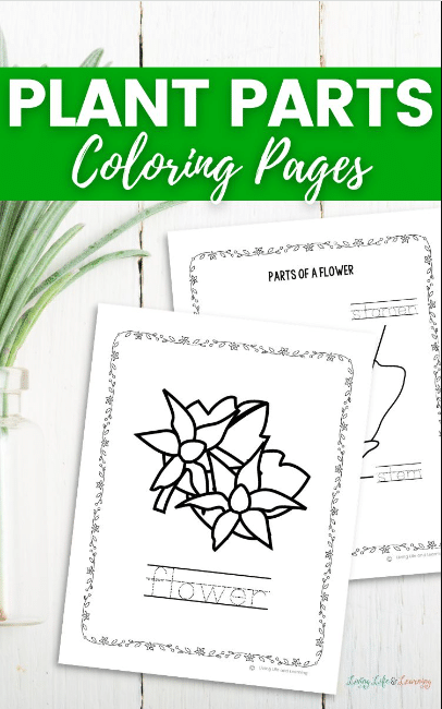 Parts of a plant coloring pages free homeschool deals