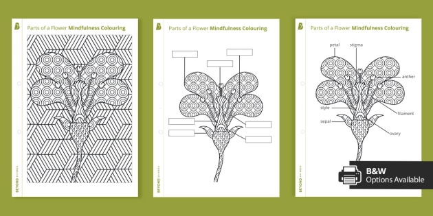 Louring parts of a flower ks science revision beyond