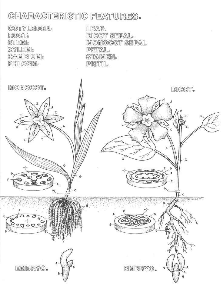 Pin by tiffany hirschler on homeschool parts of a flower flower coloring pages coloring pages