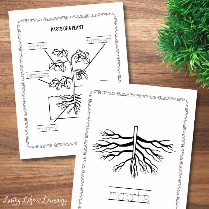 Plant parts coloring pages