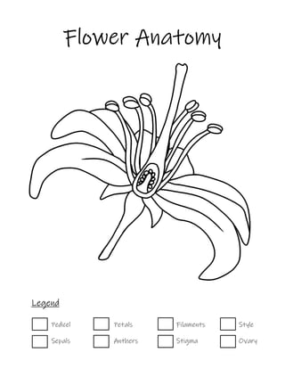 Floweranatomycoloringpdf