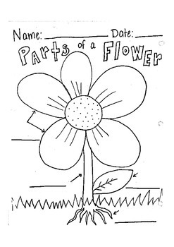 Label parts of a flower worksheet by robyn brooke tpt