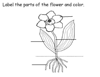 Labels for parts of a flower tpt