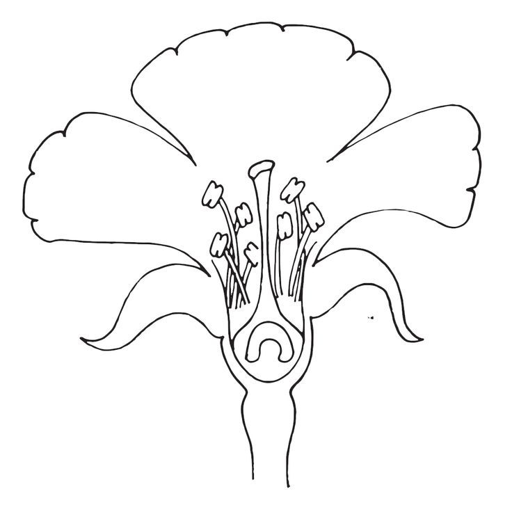 Parts of a flower clipart coloring and worksheets parts of a flower flower science science themes