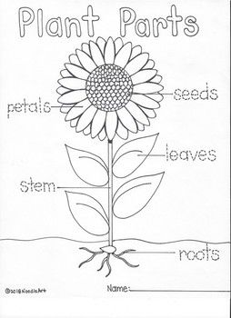 Fun activities of the plant life cycle parts of a flower plant life cycle kindergarden activities