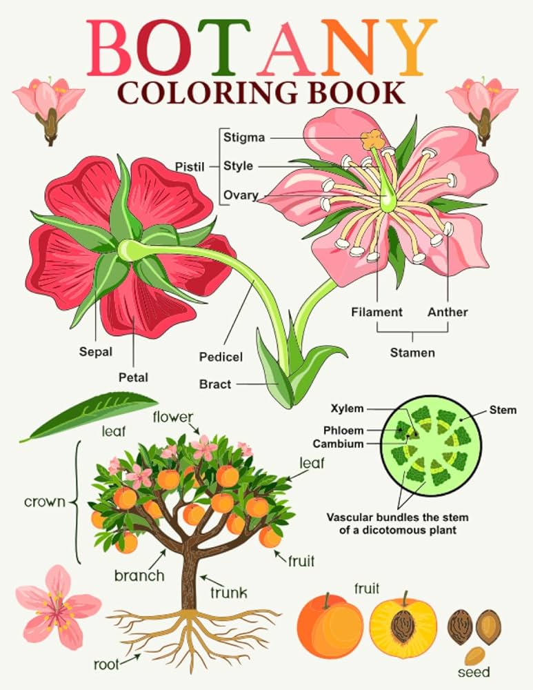 Botany coloring book botany coloring book plant anatomy plant cell parts of flowers trees leaves fruits and others biology botany students teachers more designs for stress press