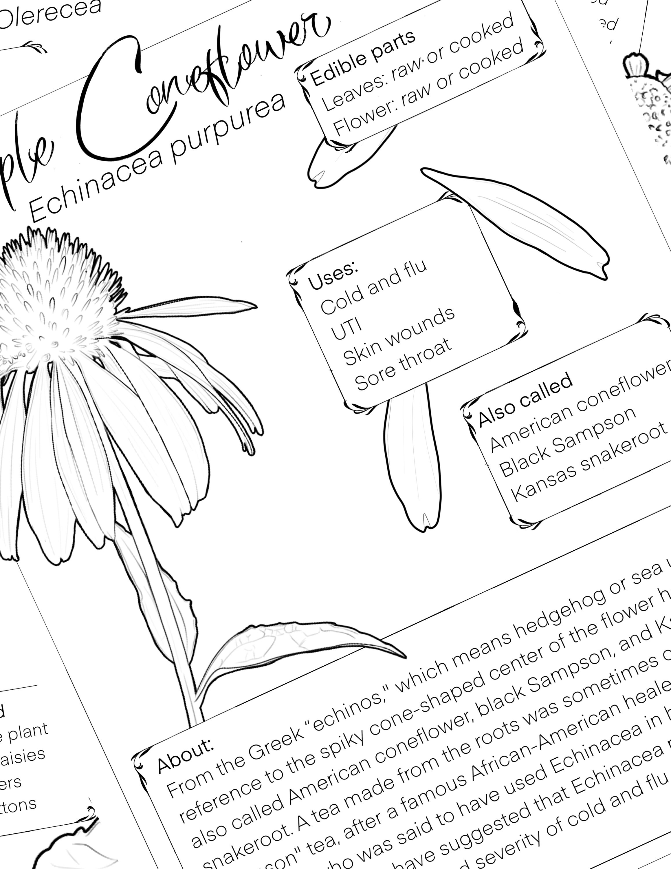 Herbal coloring book pages for oral hygiene thyme sage plantain and more digital download