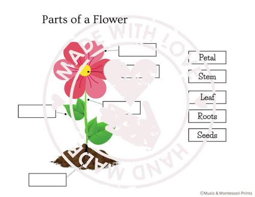 Parts of a flowermontessori part cardsinformational textcoloring pages