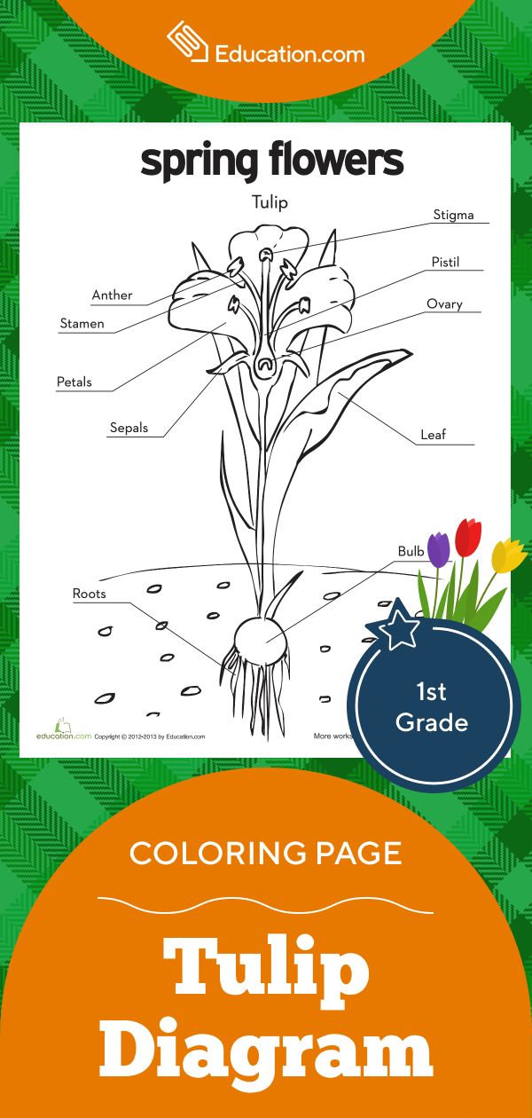 Tulip diagram worksheet education parts of a flower education coloring pages