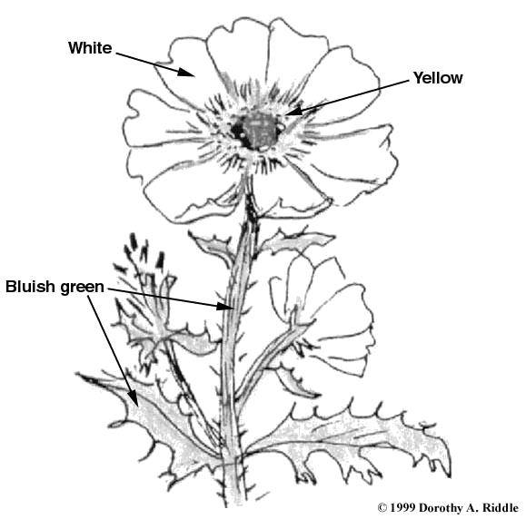 Online coloring pages coloring page color parts of the flower plants download print coloring page