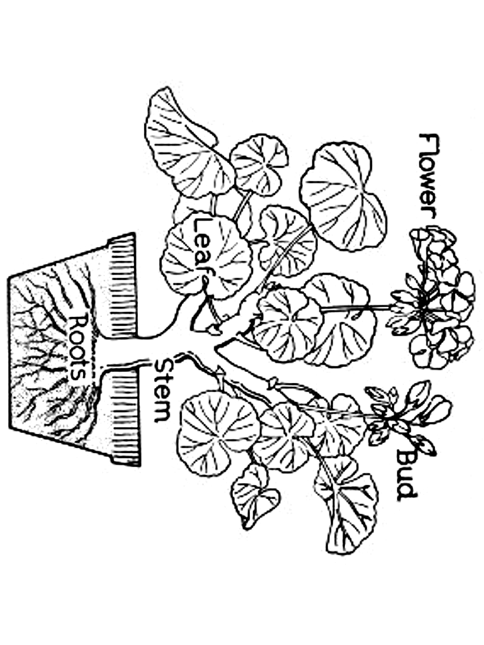 Plants and flowers coloring pages