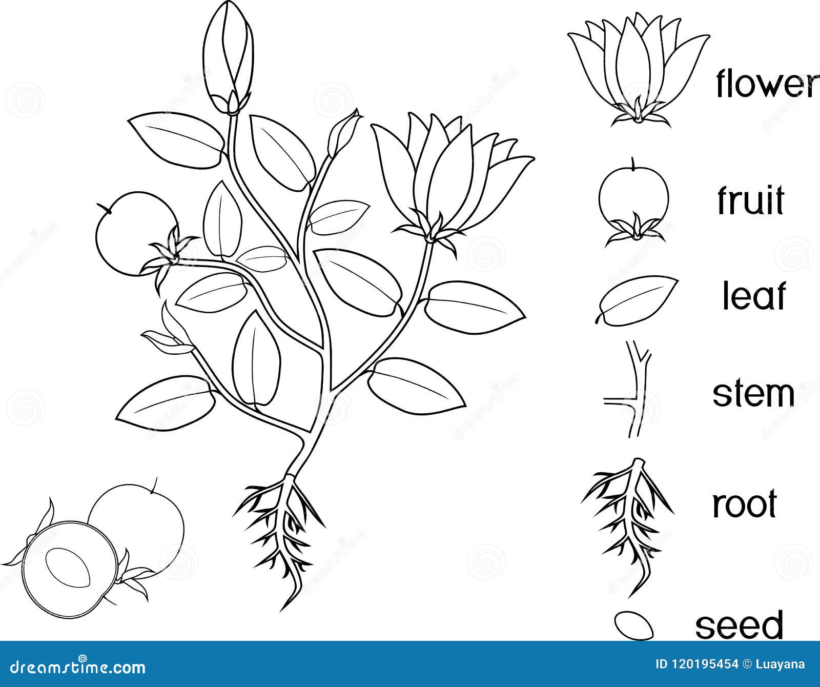 Coloring page parts of plant morphology of flowering plant with root system flowers fruit and titles stock vector