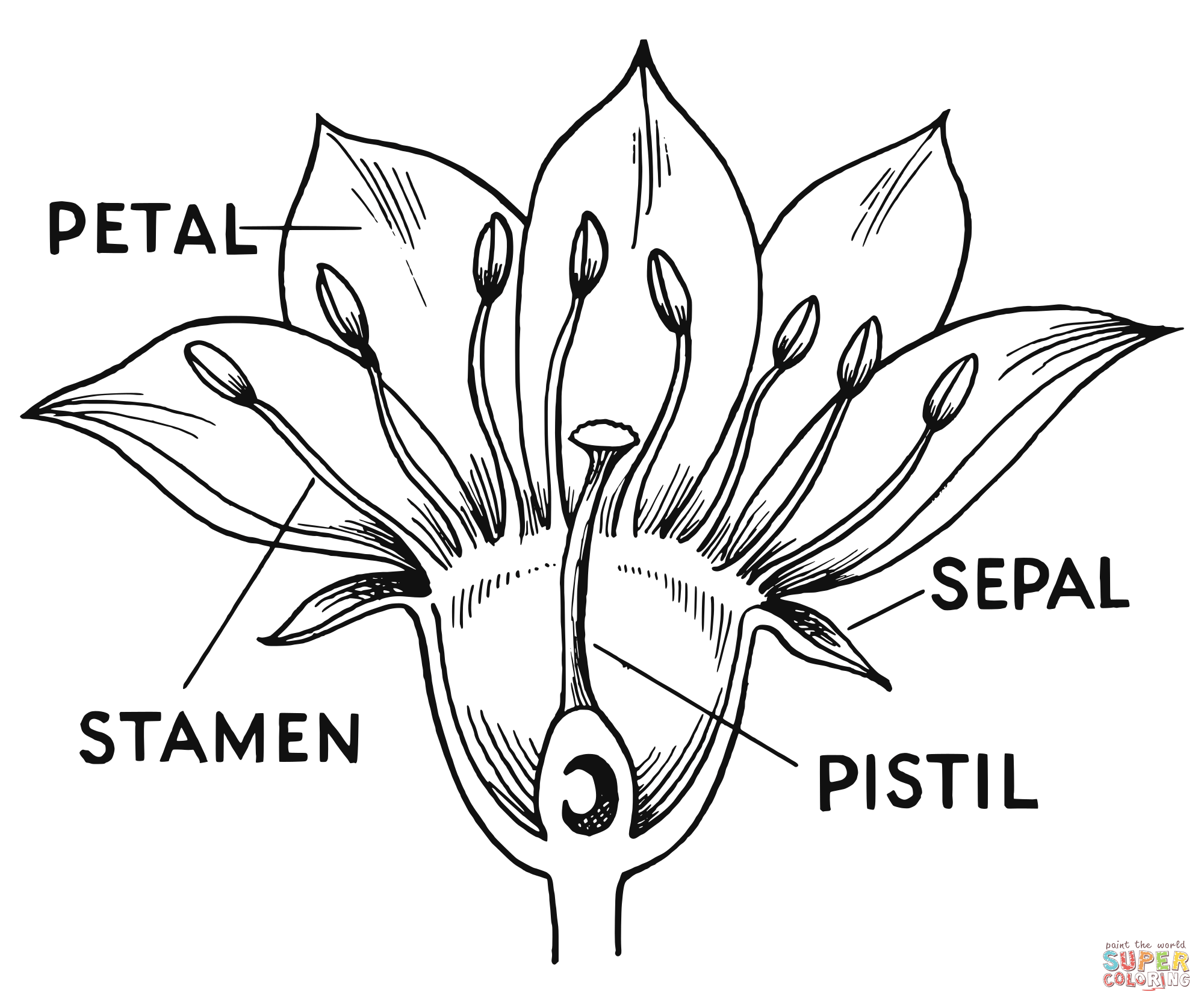 Flower parts coloring page free printable coloring pages