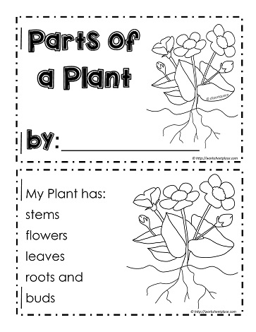 My parts of a plant booklet worksheets